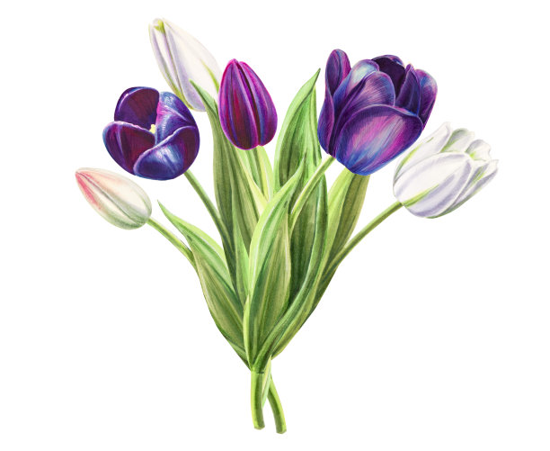 美丽的黑色和白色郁金香组成。花收集。标记图。水彩画。婚礼和生日花束。图片下载