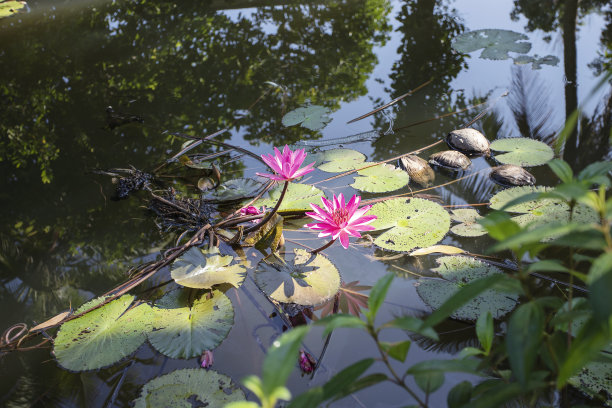 粉红色的莲花图片下载