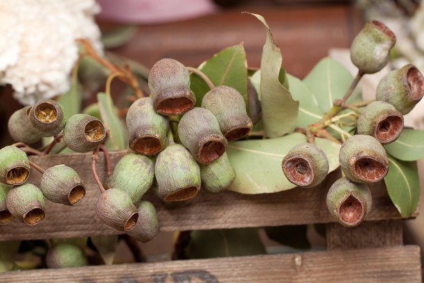 有干叶子和花的桉树枝图片下载