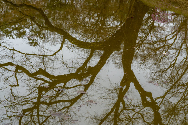 一棵大树倒映在水面上图片下载