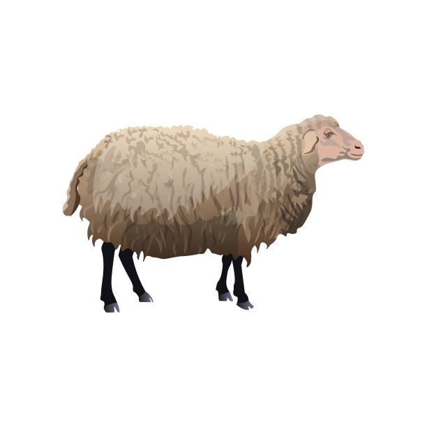 站在农场的羊。图片下载