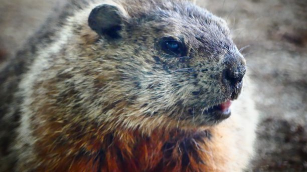 魁北克常见的土拨鼠的特写镜头图片下载