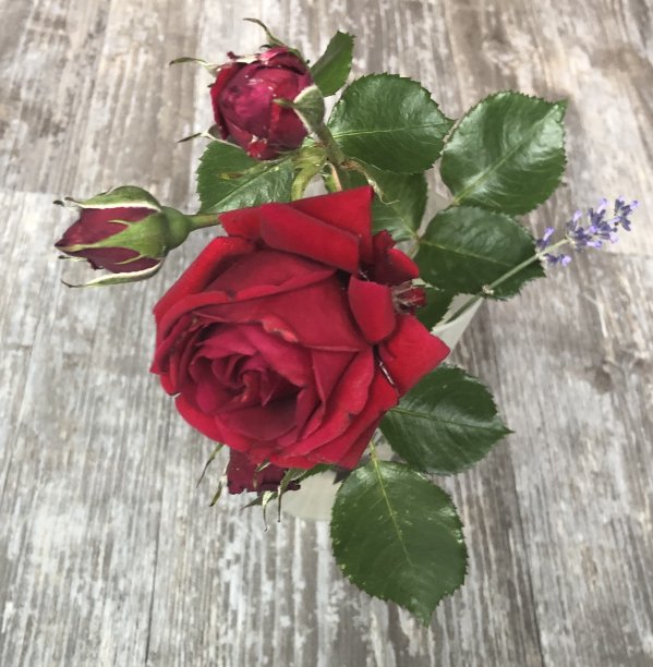 罗斯在浮台上图片下载