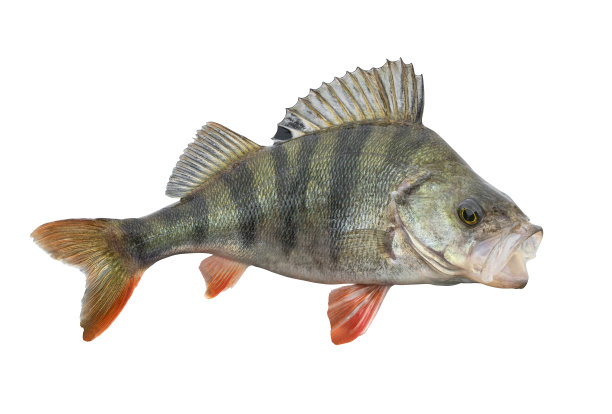 鲈鱼的鱼。活的奖杯孤立在白色背景上。如丁图片下载
