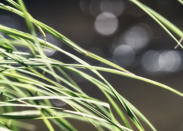 在没有聚焦背景的山河旁边的绿叶的选择性聚焦图片下载