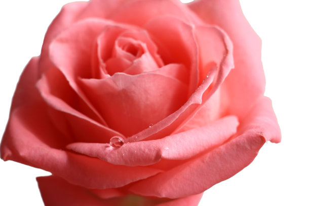 玫瑰花蕾上的露珠闭合了。图片下载