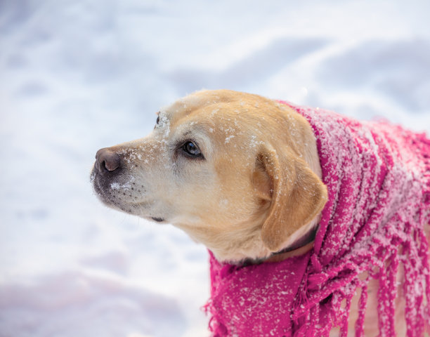 雪地里，拉布拉多猎犬披着红色披肩，坐在户外图片下载