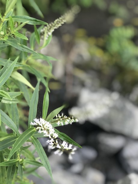 花的特写镜头图片下载