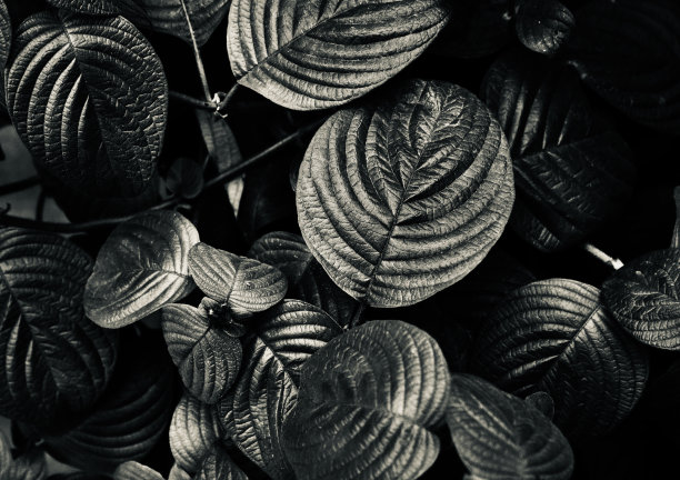 树叶孤立的黑白照片图片下载