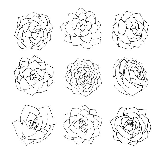 多肉植物孤立在白色背景上。矢量插图。黑白植物用于图形。涂鸦艺术设计。花顶视图。图片下载