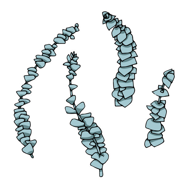 粉色的多汁eheveria。涂鸦艺术矢量孤立的白色背景图片下载