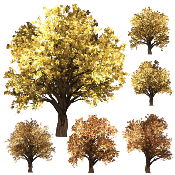 绿福雷斯特树的背景。图片下载