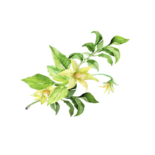 水彩插图上的白色背景。图片下载