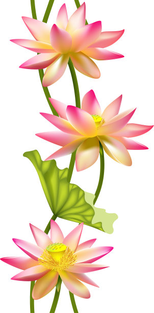 花。花的背景。无缝模式。莲花。睡莲。花瓣。绿色的树叶。热带。异国情调。图片下载