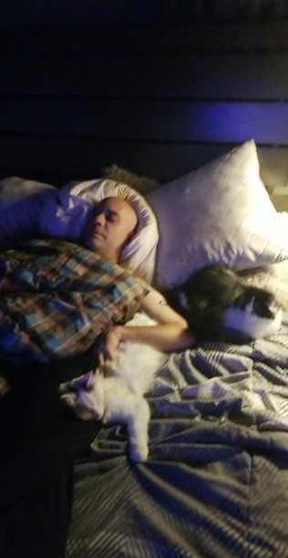 与猫睡着了图片下载