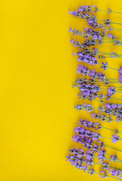 鲜嫩的薰衣草花在明亮的黄色背景，俯视图。副本的空间。平躺图片下载
