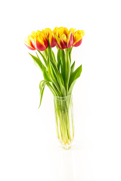 一束不同颜色的郁金香图片下载