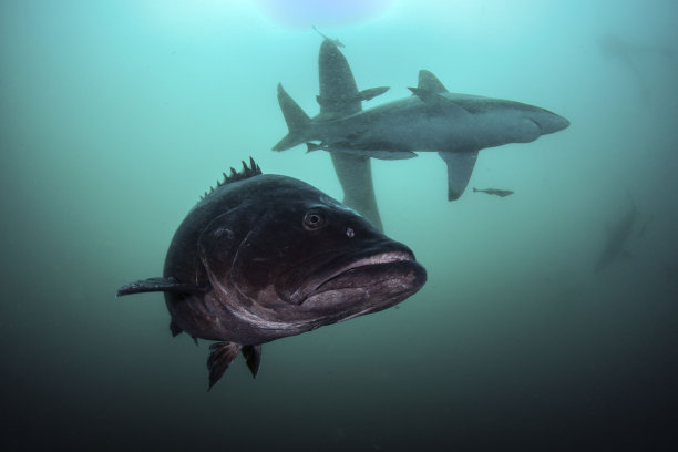 石斑鱼和鲨鱼图片下载