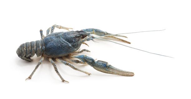 蓝河癌症。图片下载