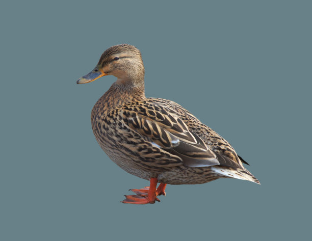 雌野鸭，站在孤立的背景上图片下载