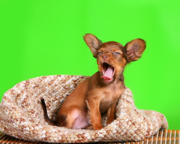 一个漂亮的红头发的皮包小狗在绿色的背景图片下载