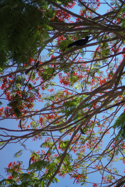 艳丽的树或凤凰花，是一种城市树，在夏季开出鲜红色的花朵，从树下的树枝上美丽的绽放。库存图片图片下载