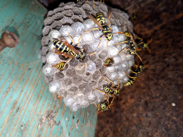 蜂巢上抛光的黄蜂种类。黄蜂筑巢图片下载