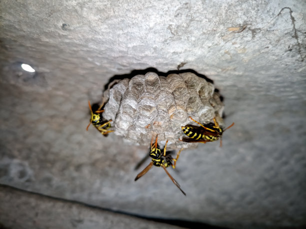 蜂巢上抛光的黄蜂种类。黄蜂筑巢图片下载