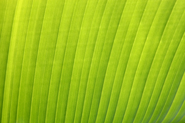 棕榈树叶图片下载