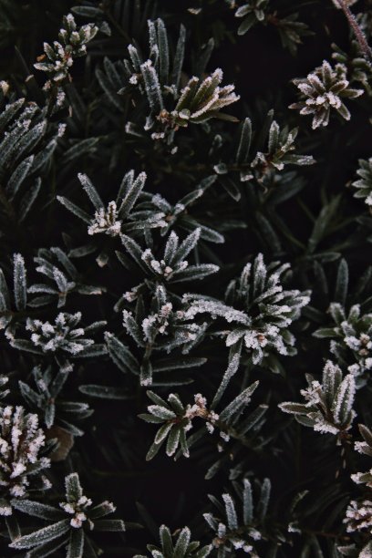 冰冻的软木图片下载