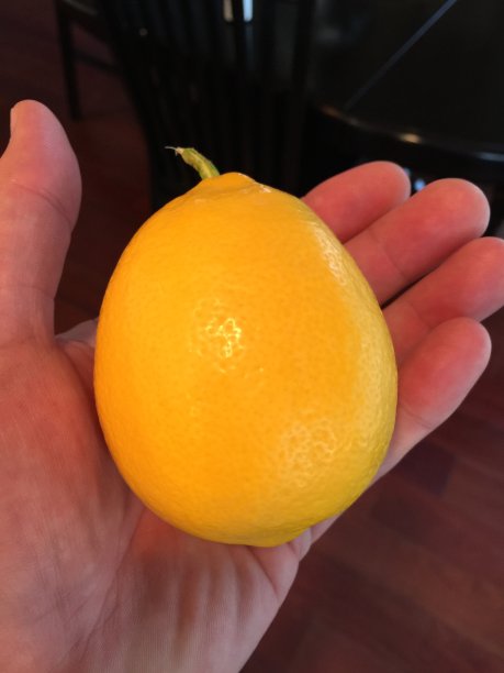 本土加州柠檬图片下载