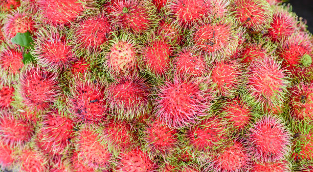 Rambutans。图片下载