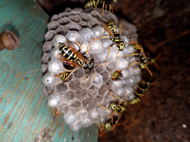 蜂巢上抛光的黄蜂种类。黄蜂筑巢图片下载