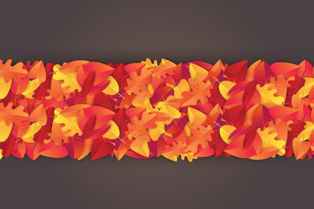 秋叶分割线。现实的矢量图。图片下载