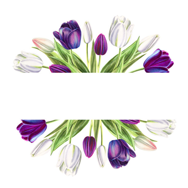 美丽的黑白郁金香文本框架。花收集。标记图。水彩画。副本的空间。花束。图片下载