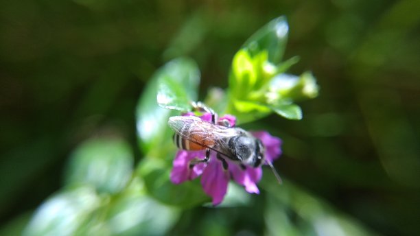 非洲蜜蜂-宏图片下载