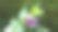 非洲蜜蜂-宏图片下载