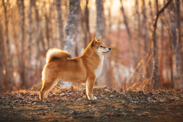美丽的年轻红柴犬站在户外草地在金色日落。图片下载