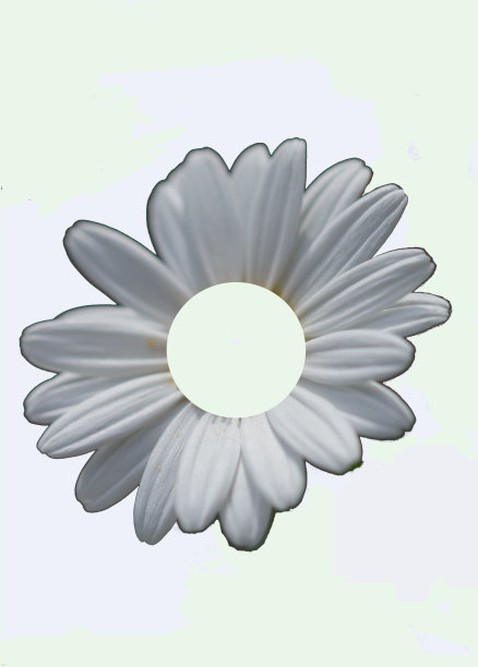 雏菊花孤立在白色背景上图片下载