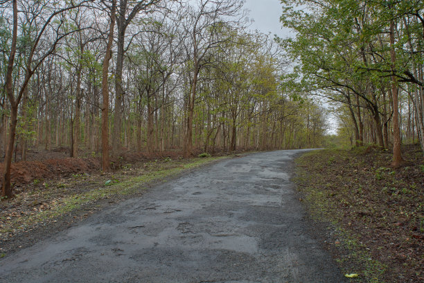 树木丹德利森林路附近的卡纳塔克邦印度亚洲图片下载