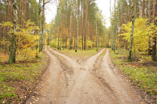 森林中的乡村道路分叉图片下载