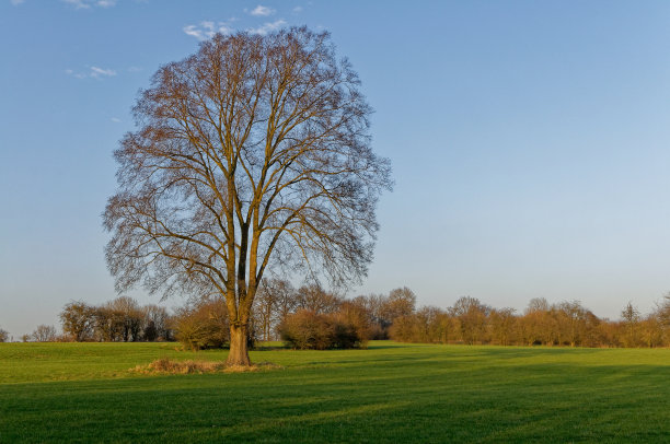 冬天乡间的一棵孤零零的老橡树。图片下载