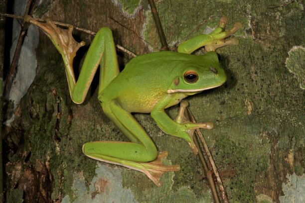 嘴唇发白的树蛙。雨infrafrenata 6。图片下载