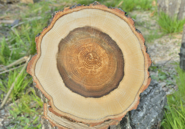 橡树条8图片下载