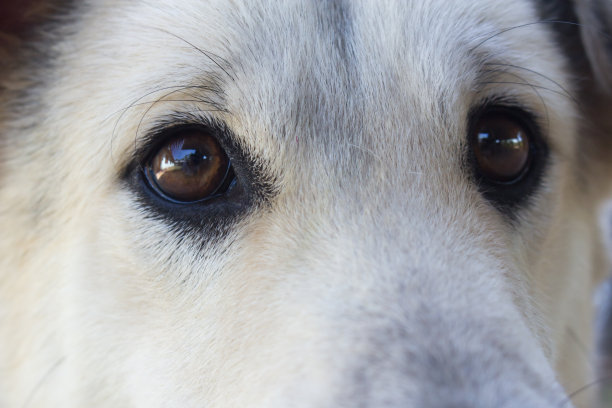 狗的脸和眼睛特写图片下载