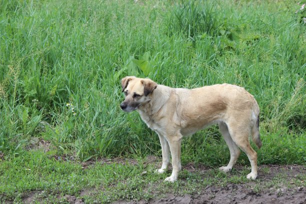 可爱的流浪狗图片下载