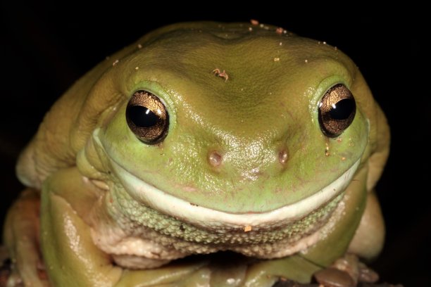 绿树蛙。雨caerulea 1。图片下载