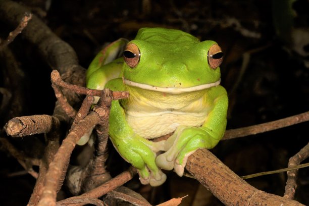 嘴唇发白的树蛙。雨infrafrenata 8。图片下载