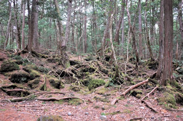 日本富士山青木原塾海的森林深处图片下载