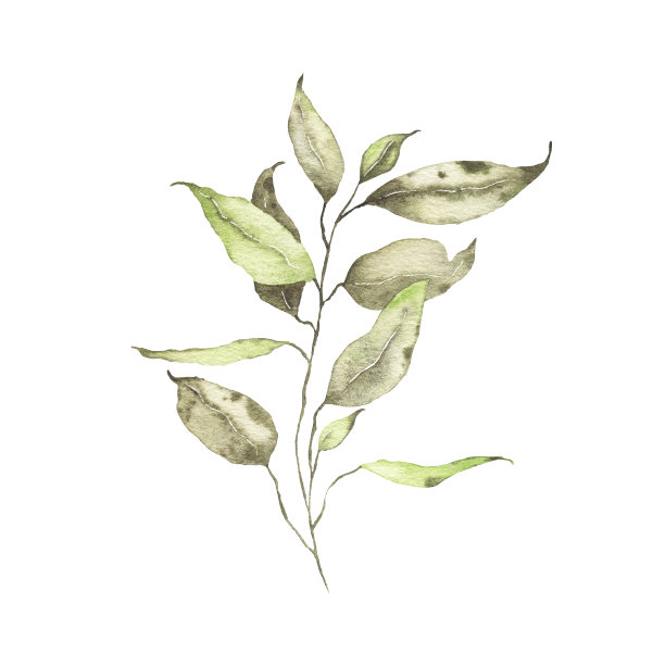 水彩热带绿叶植物，花叶植物，森林草本春天图片下载